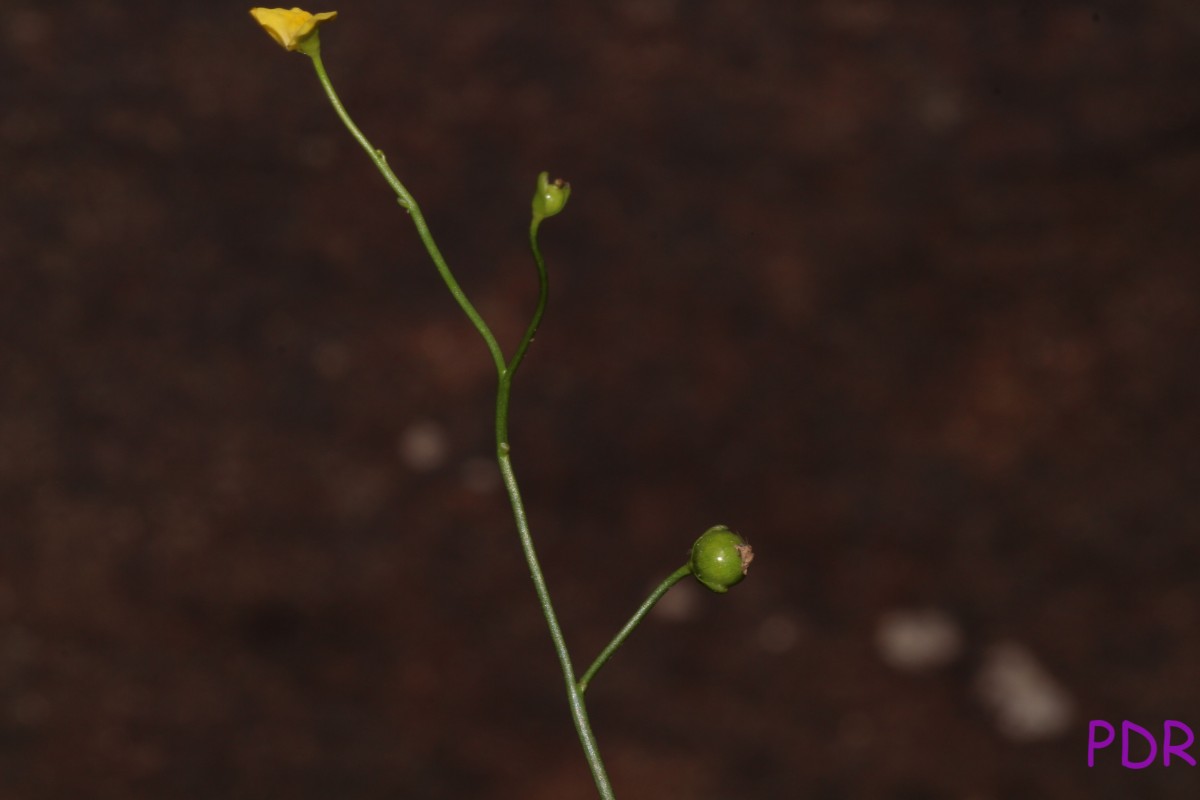 Utricularia gibba L.